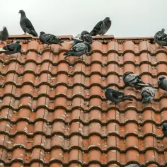 Gołębie na dachu z dachówki. Zastanawiasz się, jak pozbyć się gołębi z dachu? Oto kilka ptaków siedzących na czerwonej dachówce.